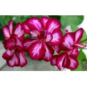 BIOHUMUS DO PELARGONII 0,5L BIOPON