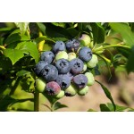 FRUKTOVIT PLUS DO BORÓWEK 10 KG