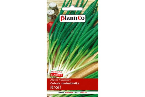CEBULA SIEDMIOLATKA KROLL 2G PLANTICO wieloletnia,mrozoodporna