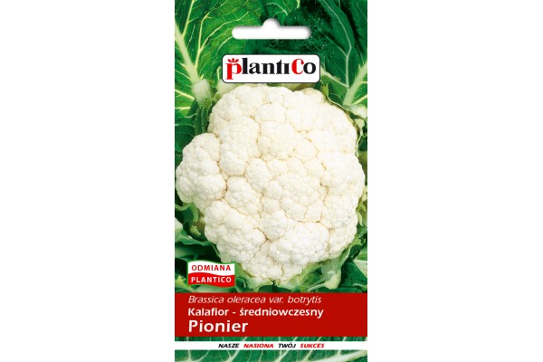 KALAFIOR PIONIER 1G PLANTICO